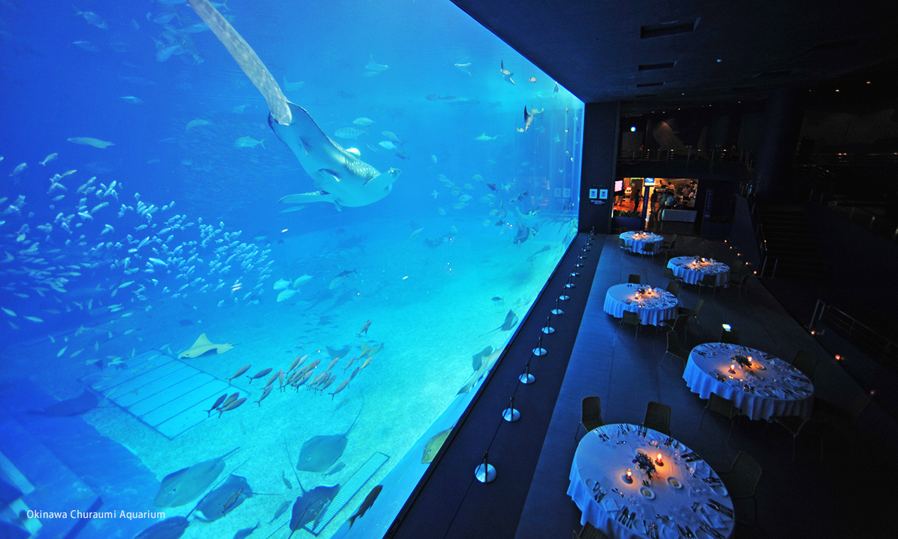 在美丽海水族馆(Okinawa Churaumi Aquarium)举行聚会